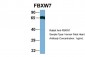 FBXW7 Antibody - C-terminal region